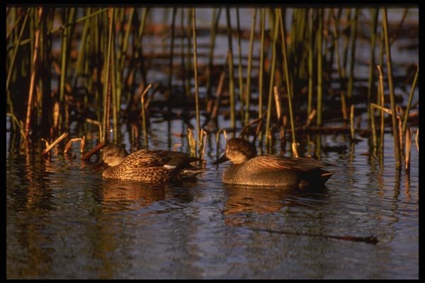043028 Gadwal Pair A4 Photo Print