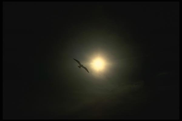 043029 Sea Gull A4 Photo Print
