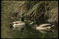 043030 Mallard Drakes A4 Photo Print
