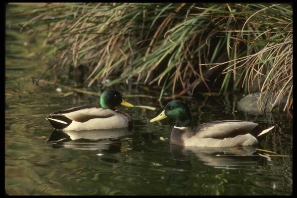 043030 Mallard Drakes A4 Photo Print