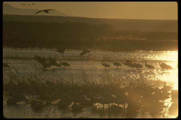 043031 Sandhill Cranes A4 Photo Print