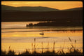 043032 Tundra Swans A4 Photo Print