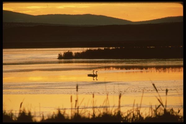 043032 Tundra Swans A4 Photo Print
