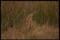 043033 American Bittern A4 Photo Print