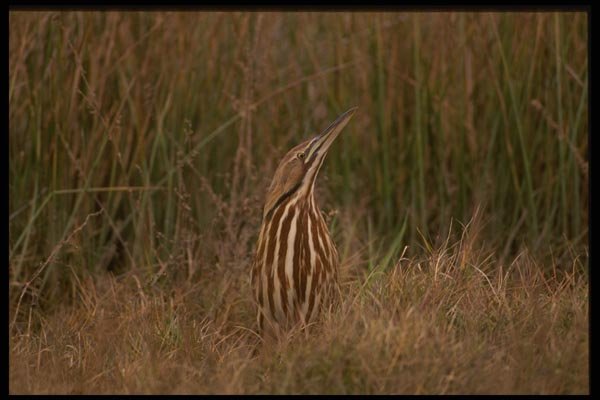 043033 American Bittern A4 Photo Print