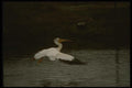 043034 White Pelican A4 Photo Print