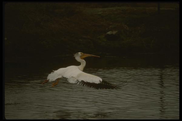 043034 White Pelican A4 Photo Print