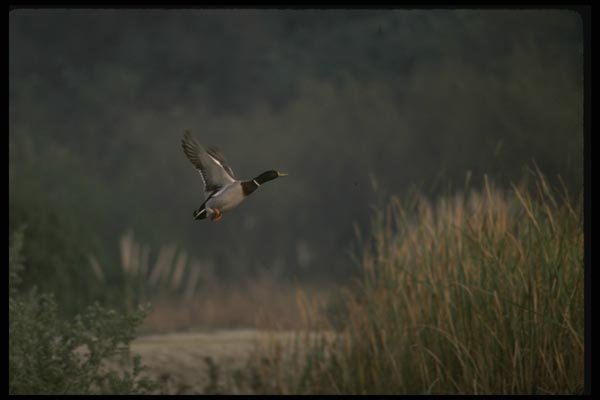 043035 Mallard A4 Photo Print