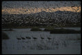 043036 Snow Geese And Sandhill Cranes A4 Photo Print