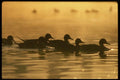 043037 Pintails A4 Photo Print