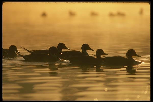 043037 Pintails A4 Photo Print
