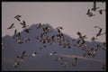 043038 Snow Geese A4 Photo Print