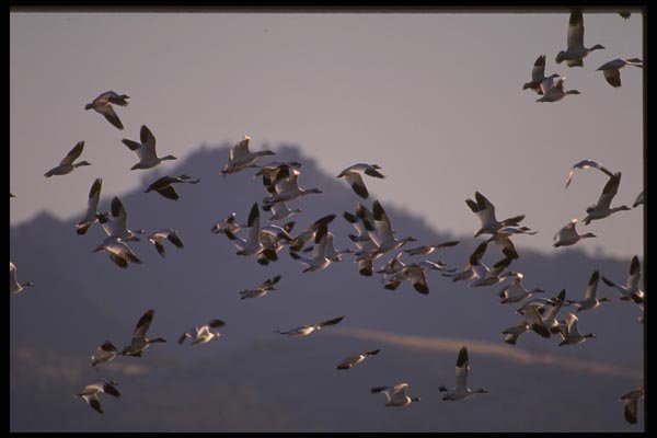 043038 Snow Geese A4 Photo Print