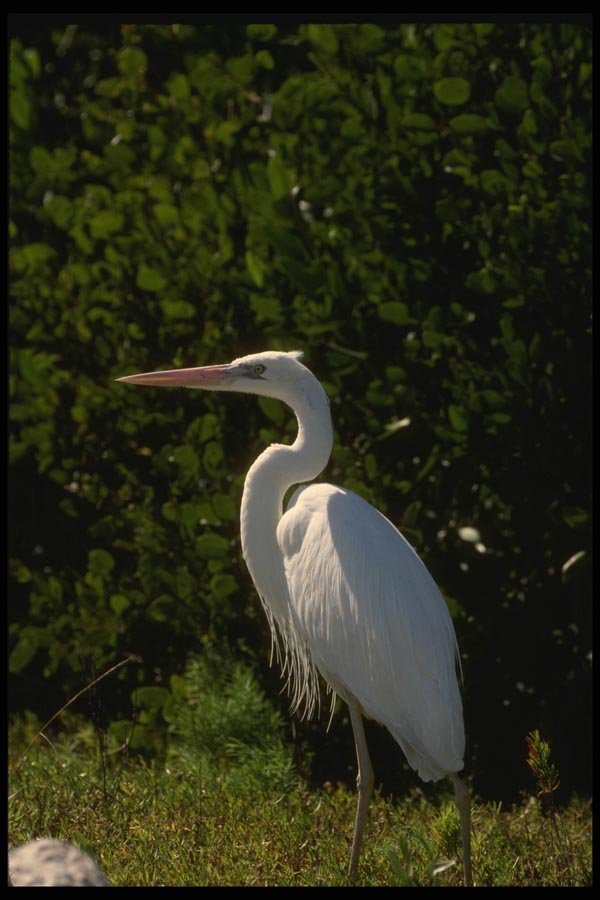 043039 Great White Heron A4 Photo Print
