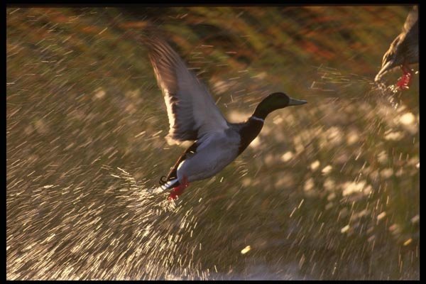 043040 Mallard A4 Photo Print