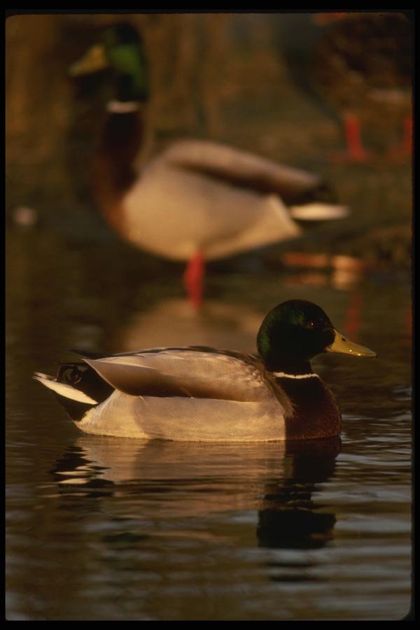 043041 Mallard A4 Photo Print