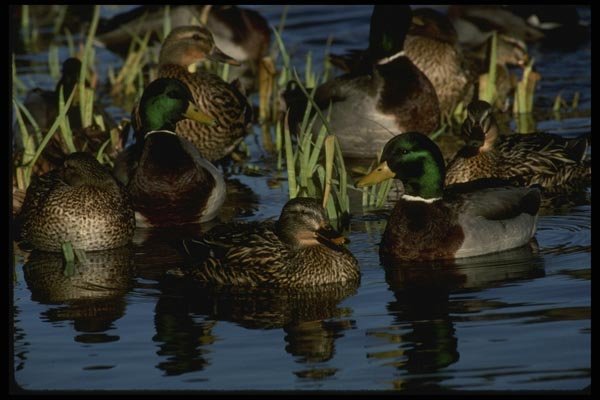 043042 Mallards A4 Photo Print