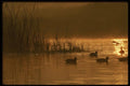 043043 Pintail Sunrise A4 Photo Print