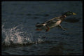 043044 Mallard A4 Photo Print