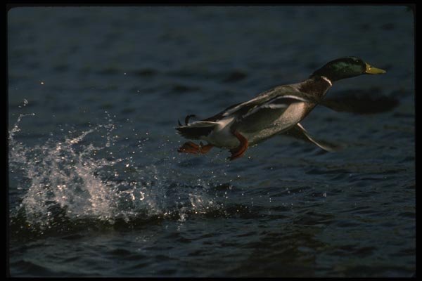 043044 Mallard A4 Photo Print