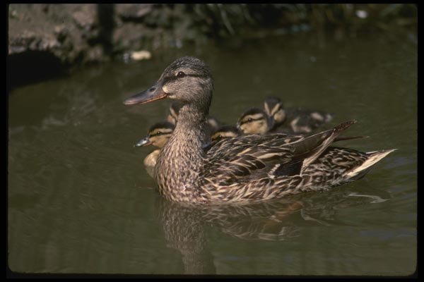 043046 Mallard Hen With Chicks A4 Photo Print