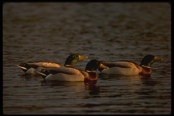043047 Mallard Drakes A4 Photo Print