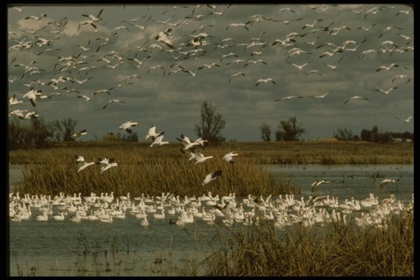 043048 Snow Geese A4 Photo Print
