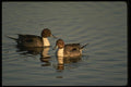 043049 Pintail Drake A4 Photo Print