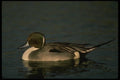 043050 Pintail A4 Photo Print