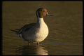 043051 Pintail A4 Photo Print
