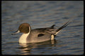 043052 Pintail Drake A4 Photo Print