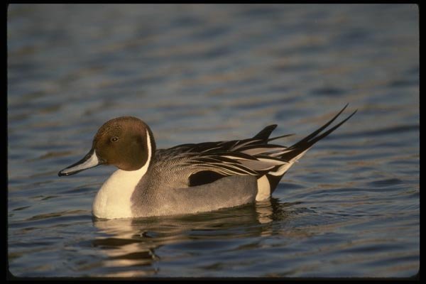 043052 Pintail Drake A4 Photo Print
