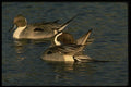 043053 Pintail Drakes A4 Photo Print