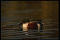 043055 Shoveler Duck A4 Photo Print