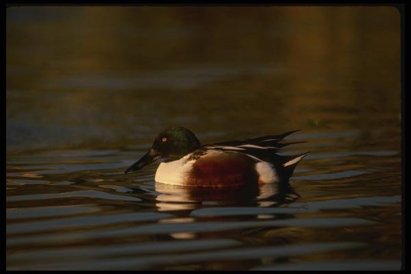 043055 Shoveler Duck A4 Photo Print