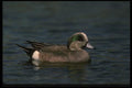 043056 American Widgeon A4 Photo Print
