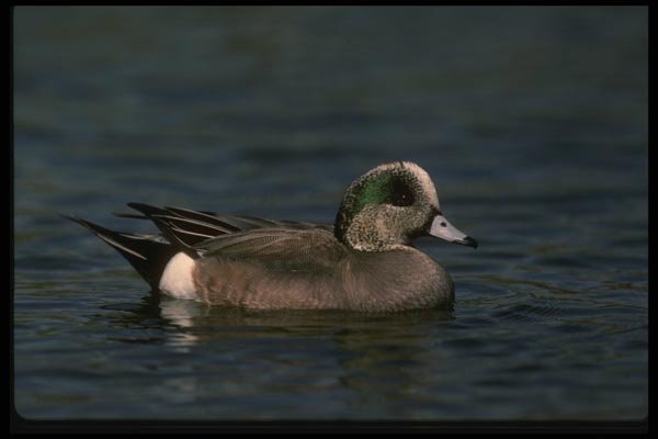 043056 American Widgeon A4 Photo Print