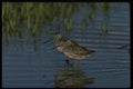 043057 Dowitchers A4 Photo Print