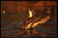 043058 Pintail A4 Photo Print
