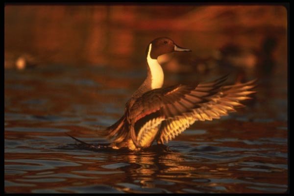 043058 Pintail A4 Photo Print