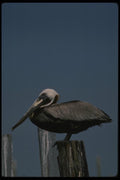 043059 Brown Pelican A4 Photo Print