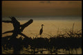 043060 Tri Color Heron A4 Photo Print