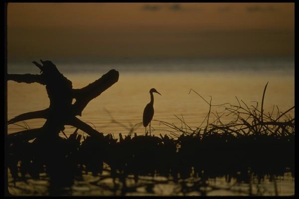 043060 Tri Color Heron A4 Photo Print