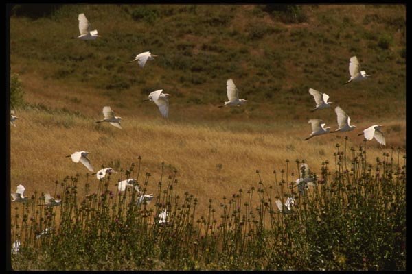 043061 Cattle Egret A4 Photo Print