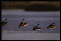 043062 Pintails Landing A4 Photo Print