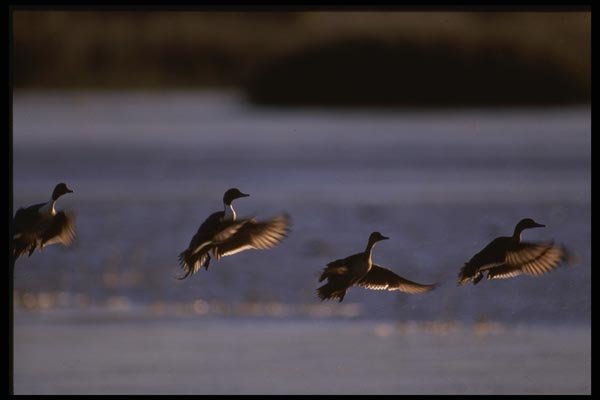 043062 Pintails Landing A4 Photo Print