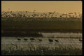 043063 Snow Geese Cranes A4 Photo Print