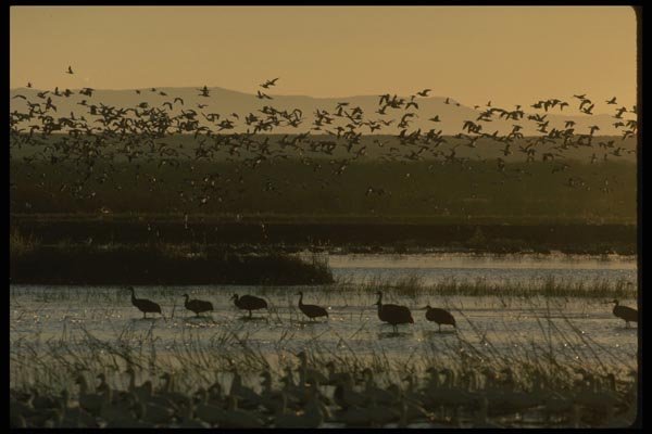 043063 Snow Geese Cranes A4 Photo Print
