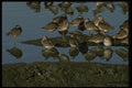 043064 Dowitcher A4 Photo Print