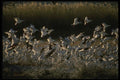 043065 Snow Geese A4 Photo Print